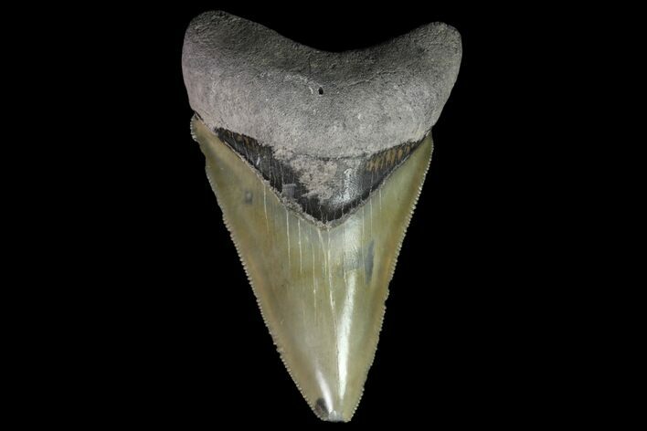 Serrated, Bone Valley Megalodon Tooth - Florida #84172